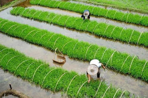 劃重點 2020年種什么能賺錢？農業農村部劃出的這24個要點供參考——聚焦農作物種子生產