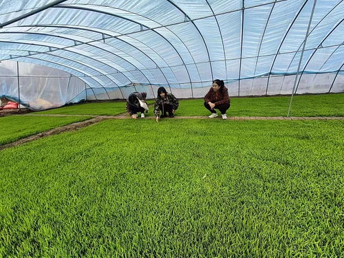 齊齊哈爾市碾子山區多措并舉，力促春耕備耕與農作物種子生產