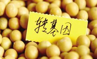 轉基因陰謀論的技術盲點 從種子生產視角解構迷思