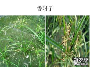 高清雜草圖譜 助力農作物種子生產精準除草