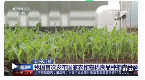 種業(yè)振興行動(dòng)扎實(shí)推進(jìn)，今年農(nóng)作物種子供給充足保障糧食安全