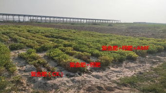 鹽堿地煥發新生機 經濟作物綠色高效生產關鍵技術研發與示范項目核心區成功測產驗收