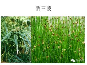 高清雜草圖譜與除草劑施用指南 助力農作物種子生產提質增效