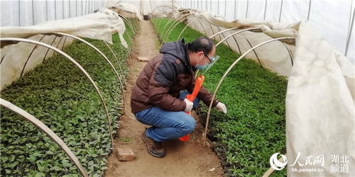 武漢東西湖區緊抓春耕保供應，3月份預計上市蔬菜1.17萬噸，農作物種子生產穩步推進