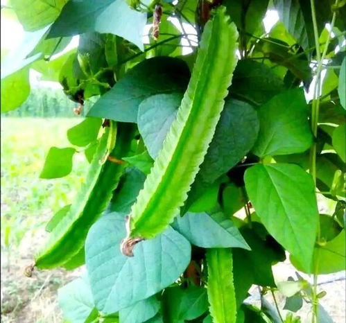 南方小眾蔬菜，北方人少見(jiàn)，卻全身是寶，你認(rèn)識(shí)嗎？
